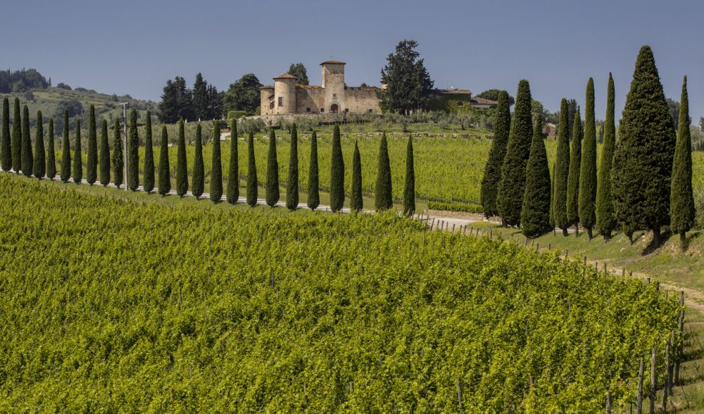 Cypresses alley at the luxury wedding castle in Chianti